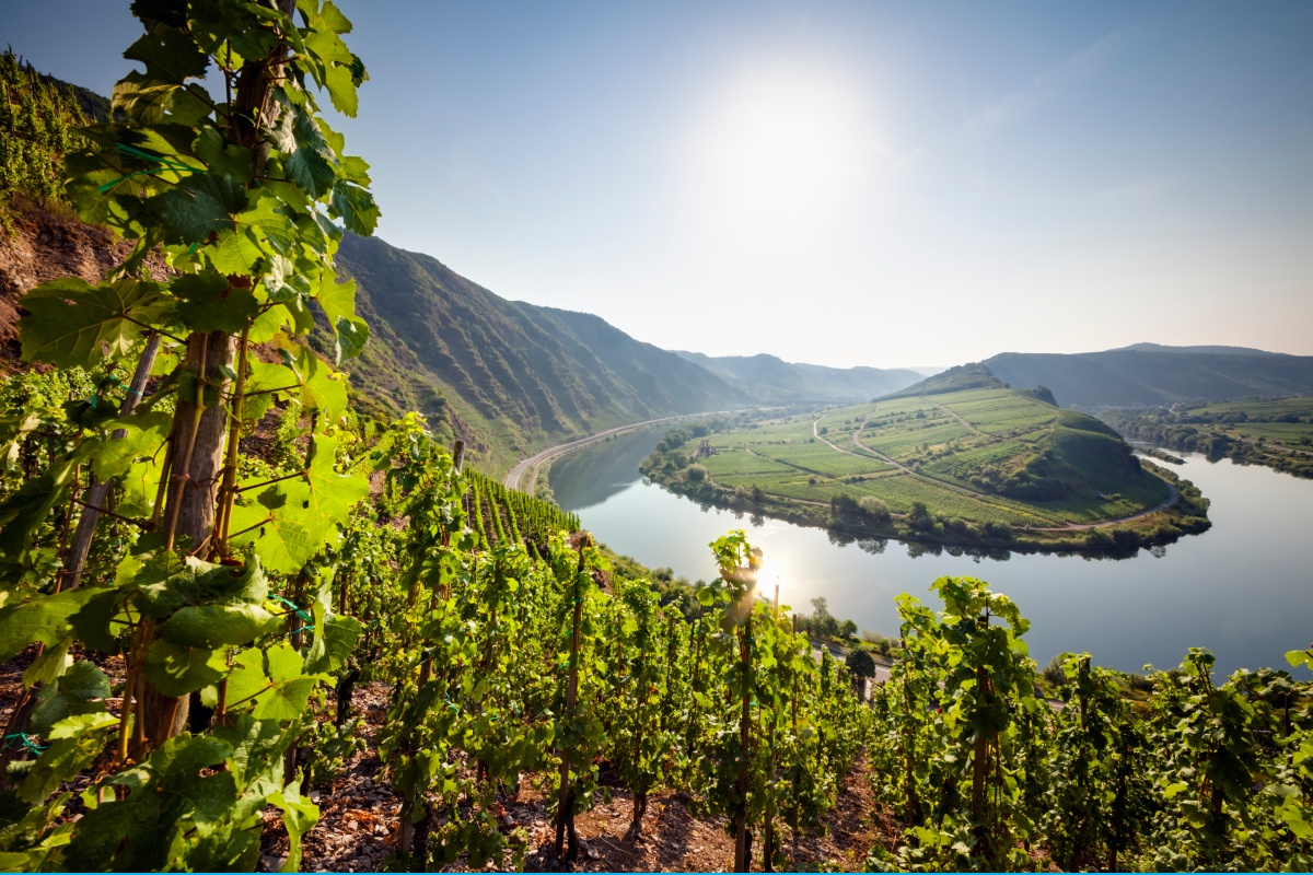 Weinberge in der Moselregion im abendlichen Sonnenlicht. Im Hintergrund schlängelt sich die Mosel durch das Anbaugebiet.