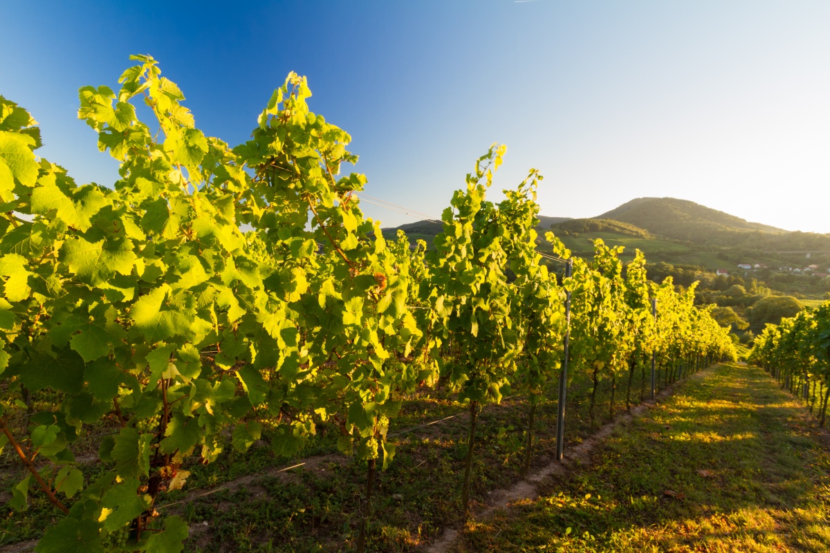Grüne Weinreben in der Pfalz im Sonnenlicht mit Hügeln im Hintergrund unter blauem Himmel.