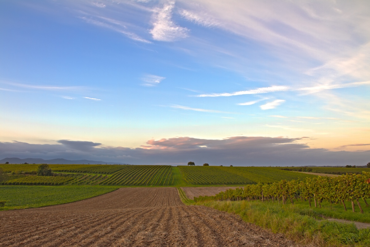 Weinberge und grüne Felder bei Sonnenuntergang unter einem weiten, blauen Himmel mit vereinzelten Wolken im Pfälzer Weinanbaugebiet.