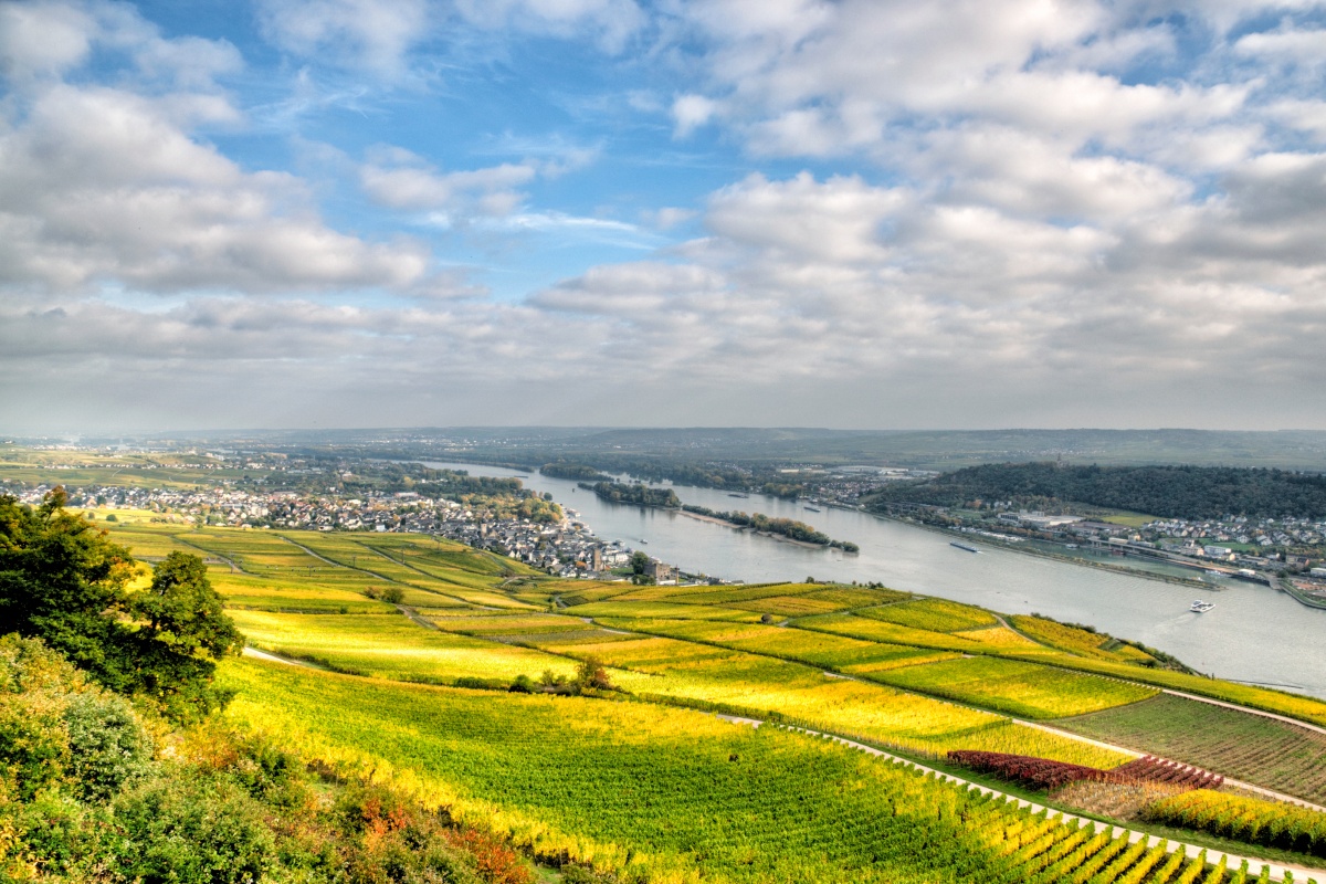 Weinreben in der Region Rheingau entlang des Rheins.
