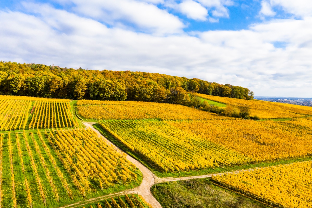 Blick auf die Rebflächen im Rheingau bei blauem Himmel und Sonnenschein im Herbst.