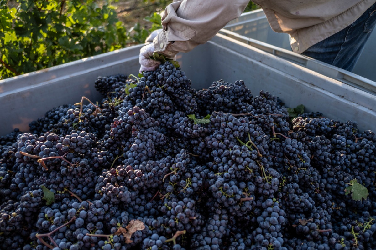 Person sortiert frisch geerntete Weintrauben in einem großen Behälter für die Weinherstellung.