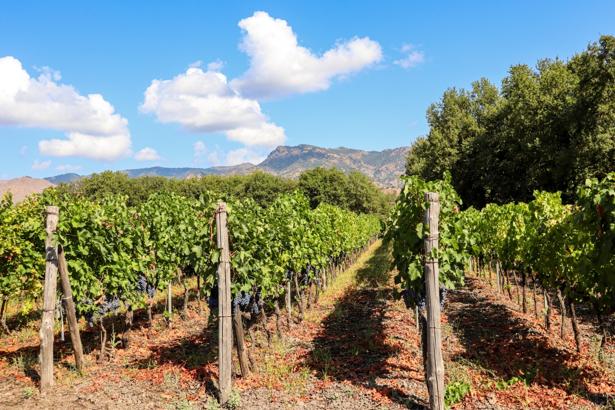 Blick auf Weinreben im Sommer. Im Hintergrund blauer Himmel und Berge