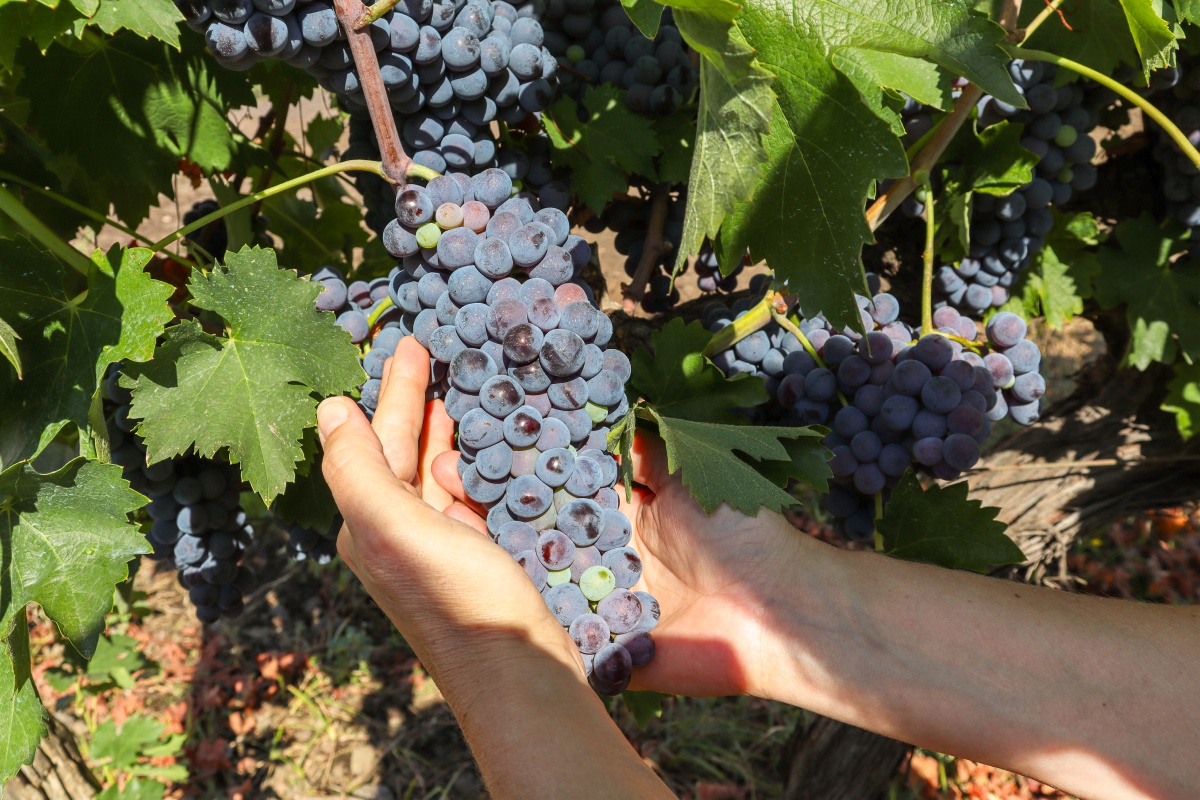 Weintrauben an einem Rebstock von Hand geerntet.