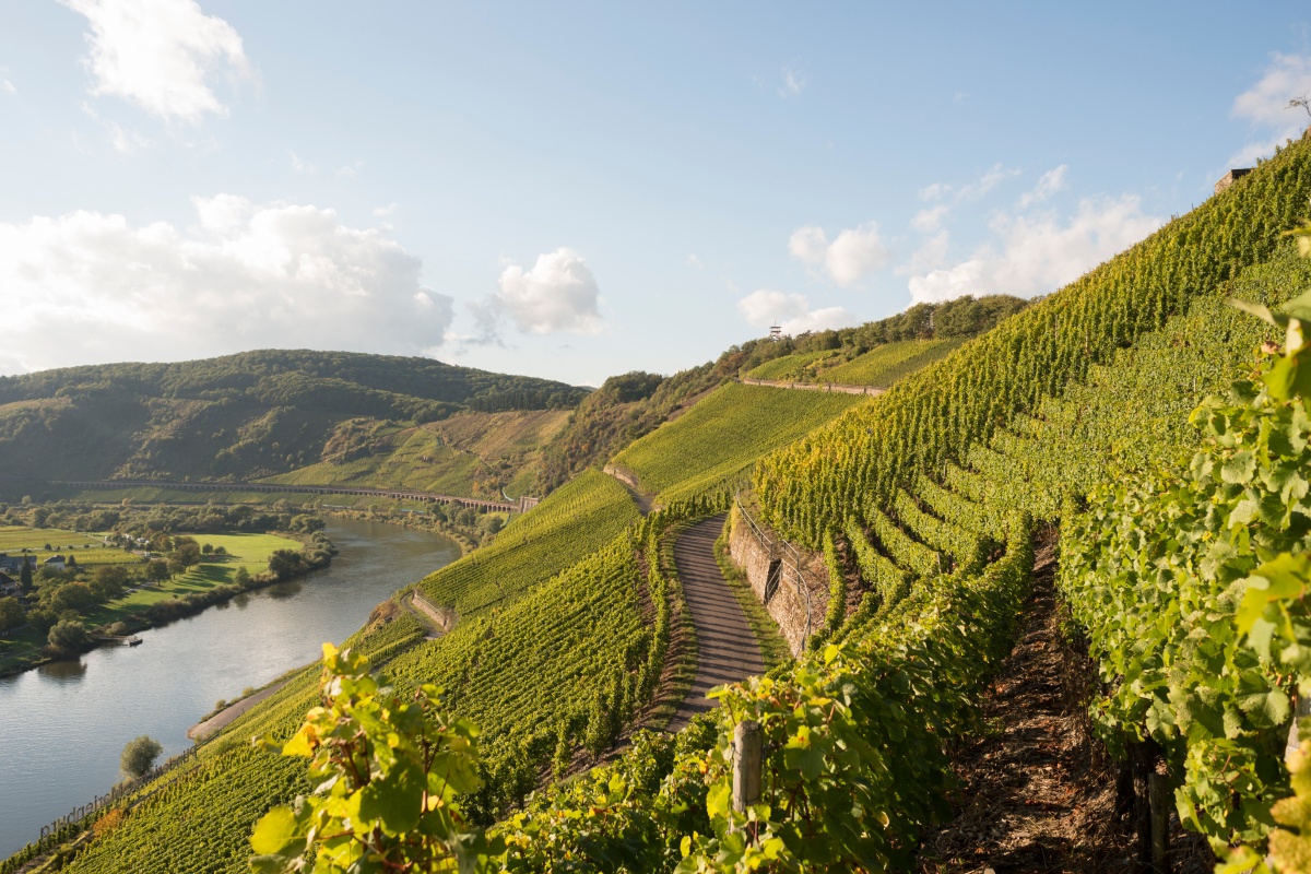 Idyllische Weinbau Steilhänge entlang der Mosel.