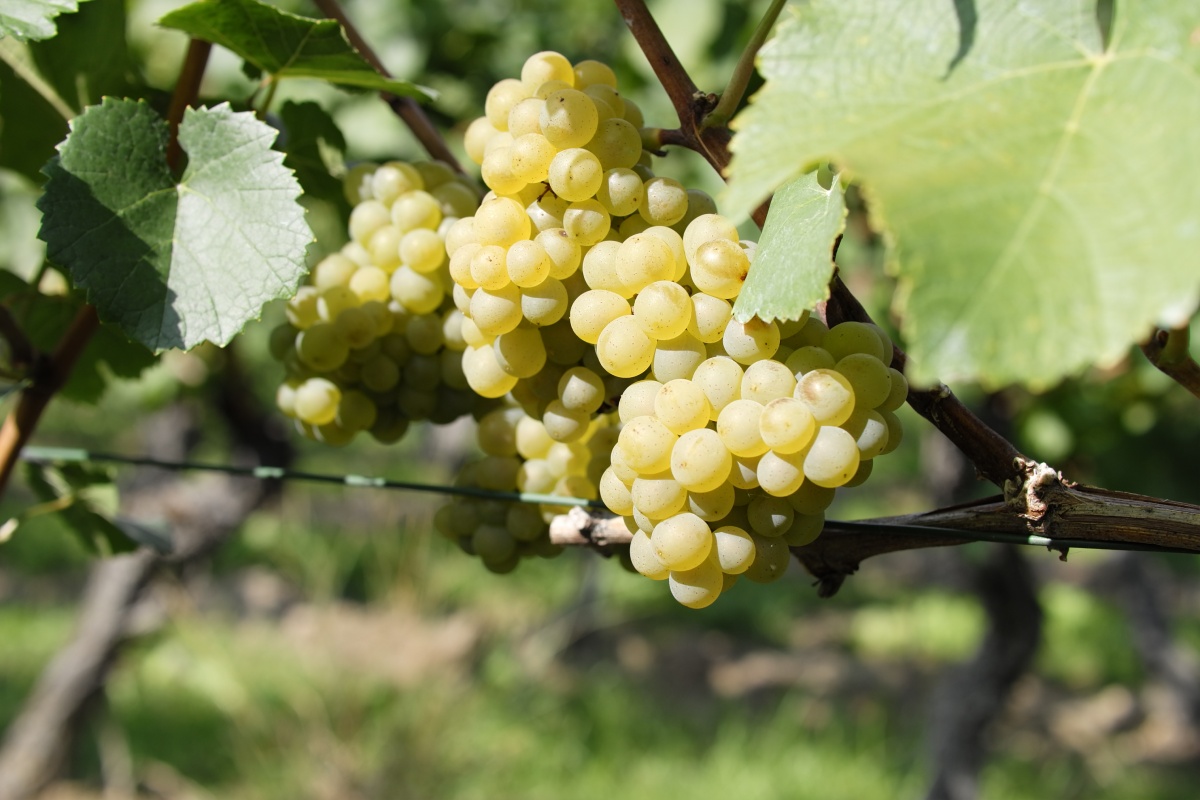 Reife Trauben hängen an einem Strang bereit für die Weinlese