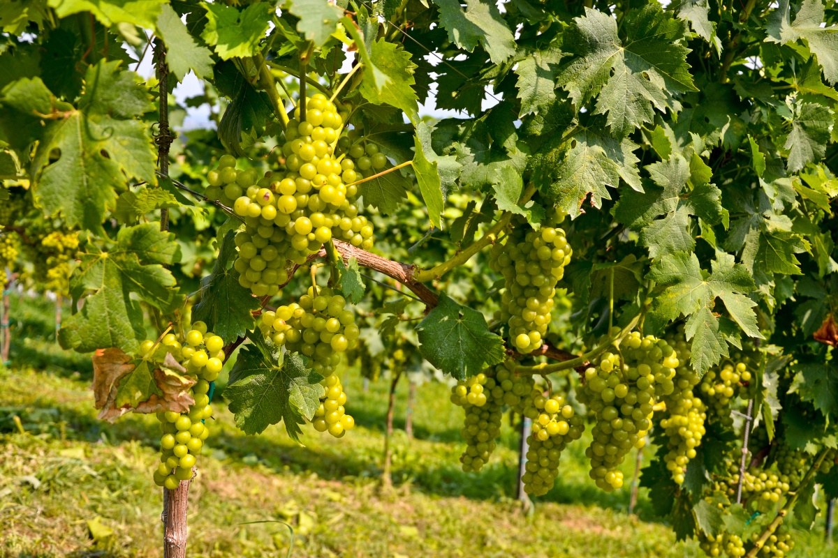 Weinreben mit grünen Trauben in einem sonnigen Weinberg. Dichte grüne Blätter umrahmen die Trauben.