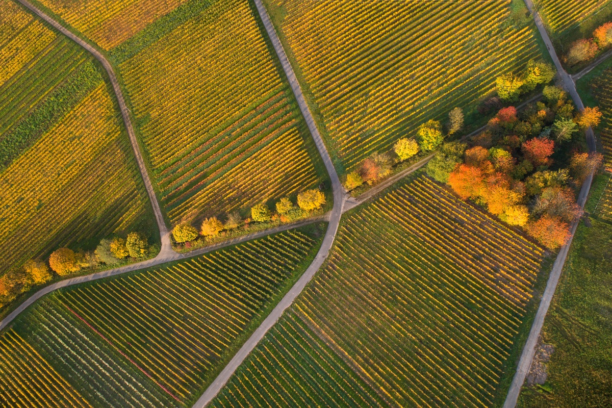 Luftaufnahme von herbstlichen Weinbergen mit farbenfrohen Bäumen und klaren Wegen in der Landschaft.
