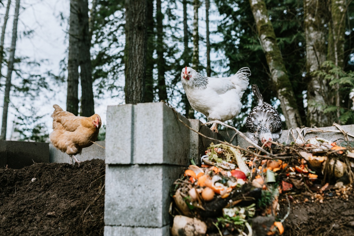 Zwei Hühner stehen auf Kompost, im Hintergrund hoch gewachsene Bäume.