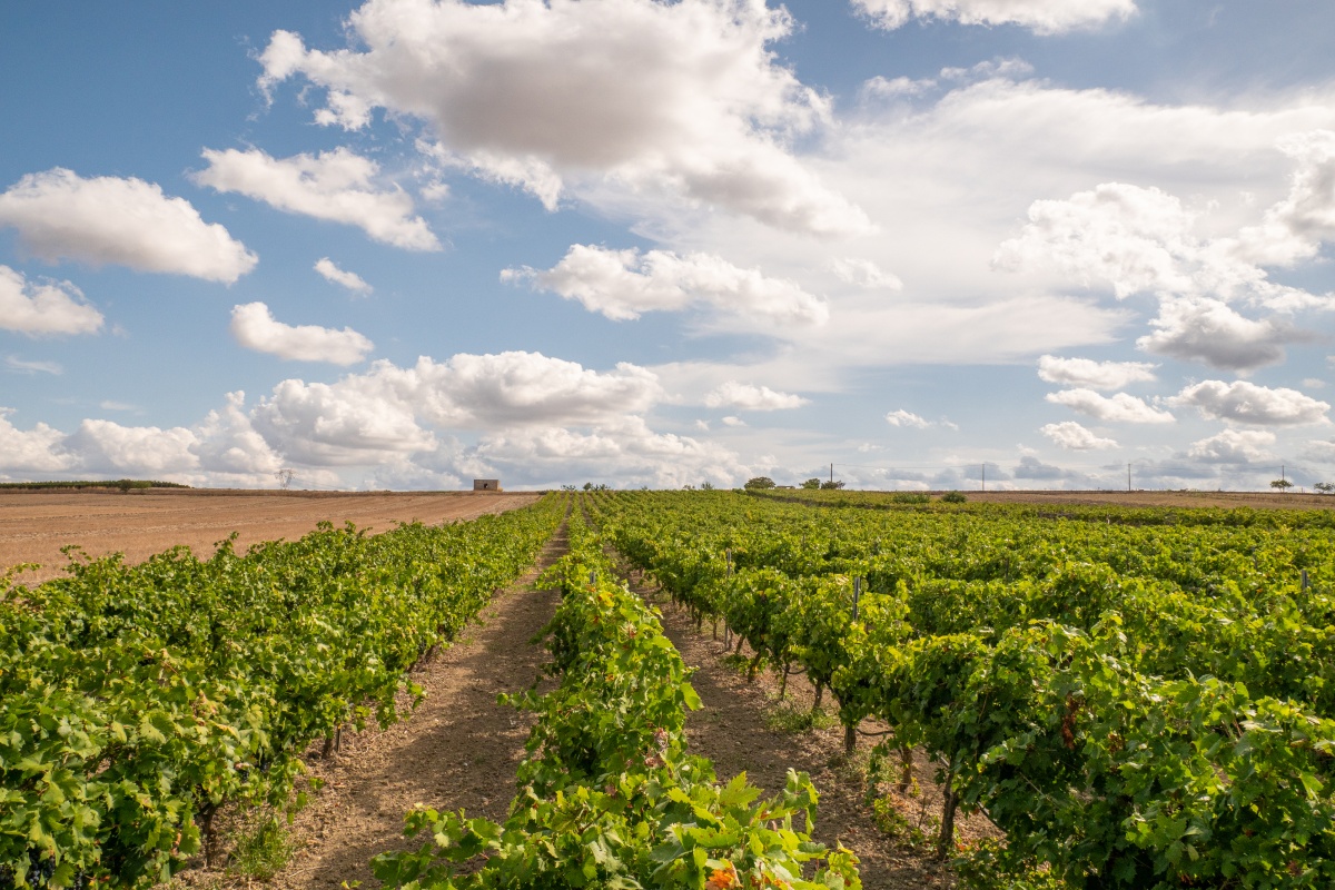 Weibnreben auf der Halbinsel Apulien.