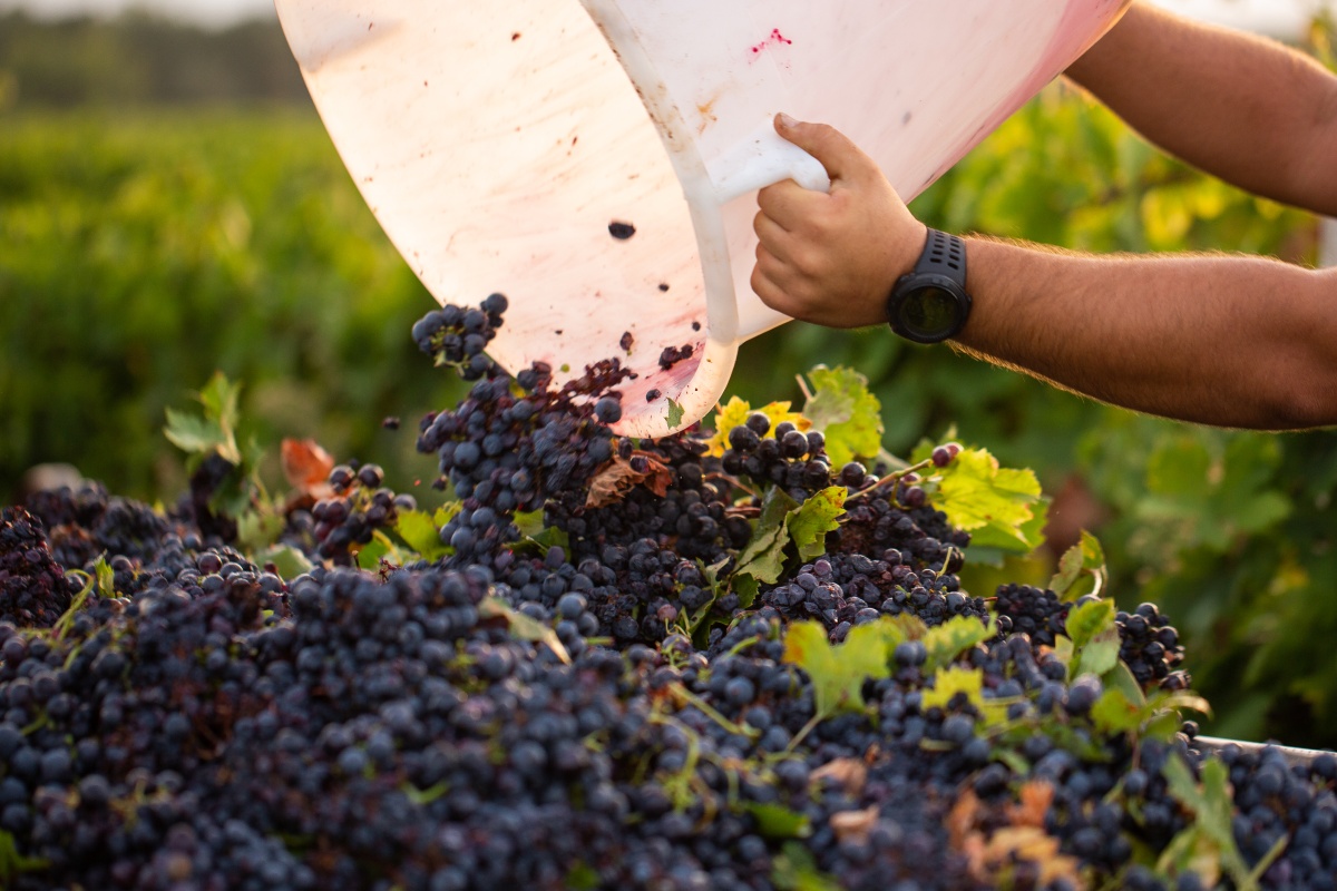 Ein Eimer frisch erlesener Trauben wird bei der Ernte in den Sammelbehälter geleert.