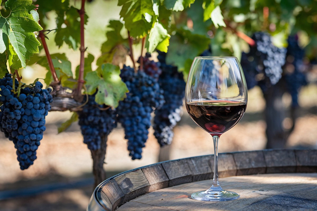 Rotweinglas auf Weinfass mit Reben