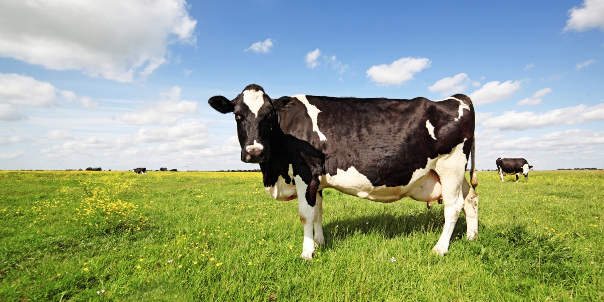 Eine Kuh steht seitlich zur Kamera auf einer Weide