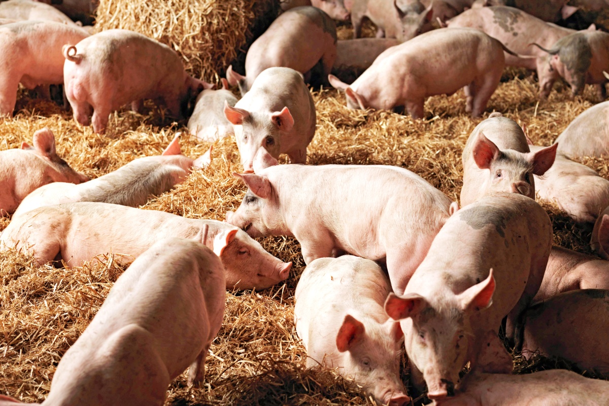 Eine Gruppe von Schweinen spielt zusammen in trockenem Heu.