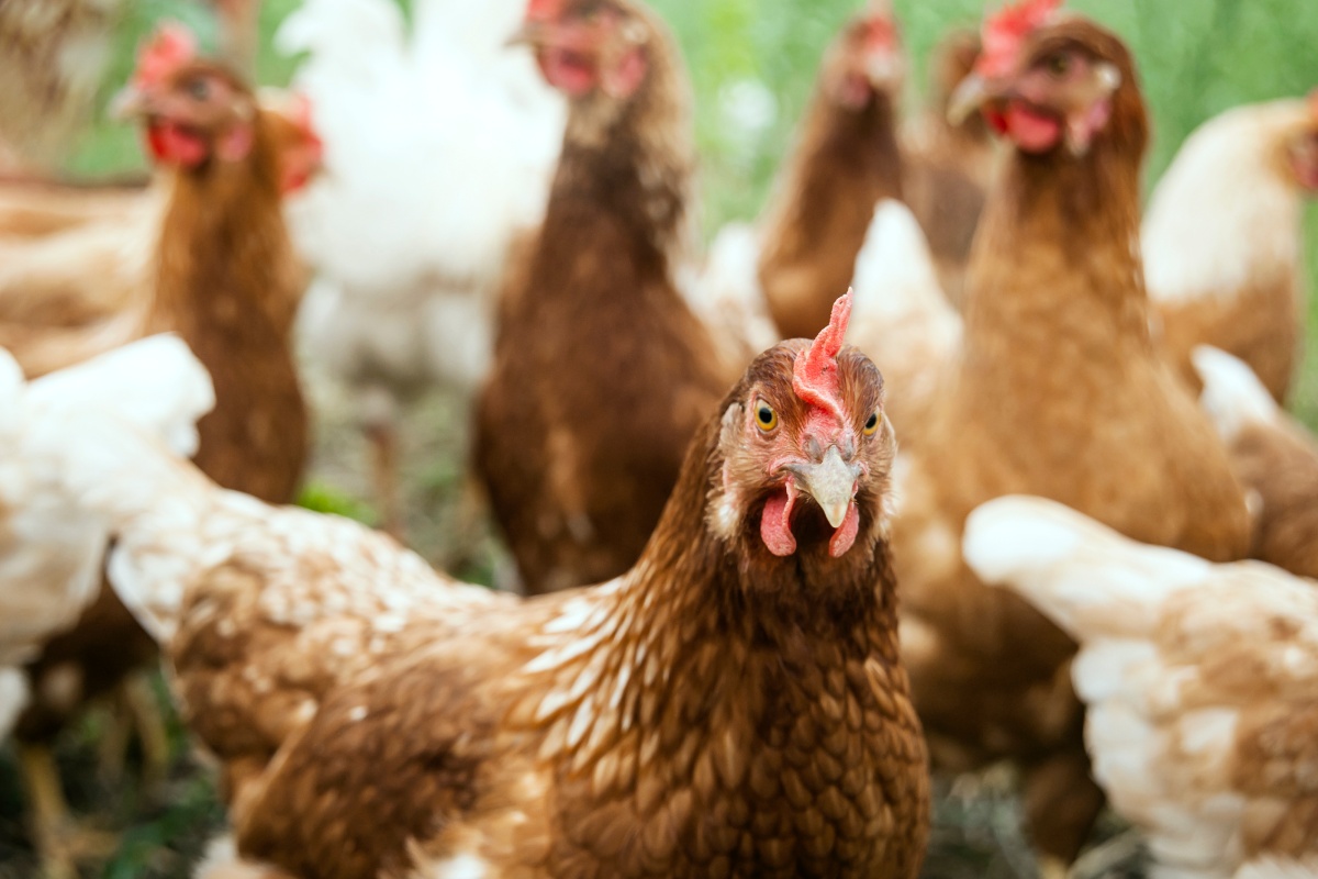 Viele Legehännen in einem bepflanzen Freiland-Gehege.