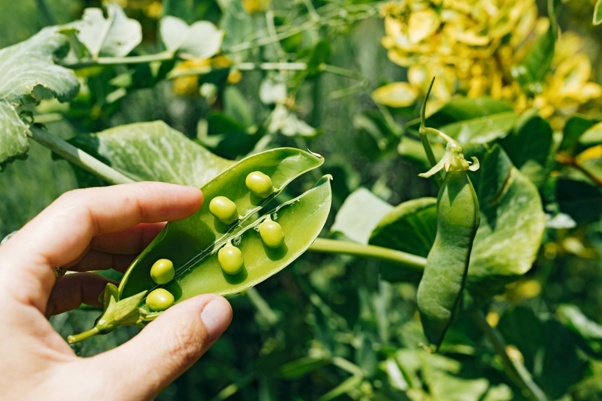 Eine Hand hält eine aufgeklappte Bohne, die frisch von einem Strauch gepflückt wurde.