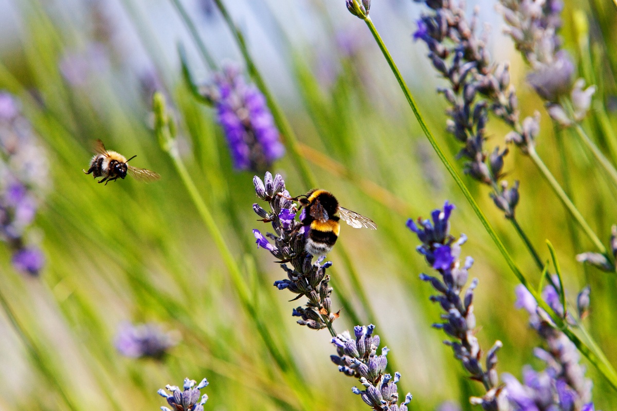 Bienen am Lavendel.