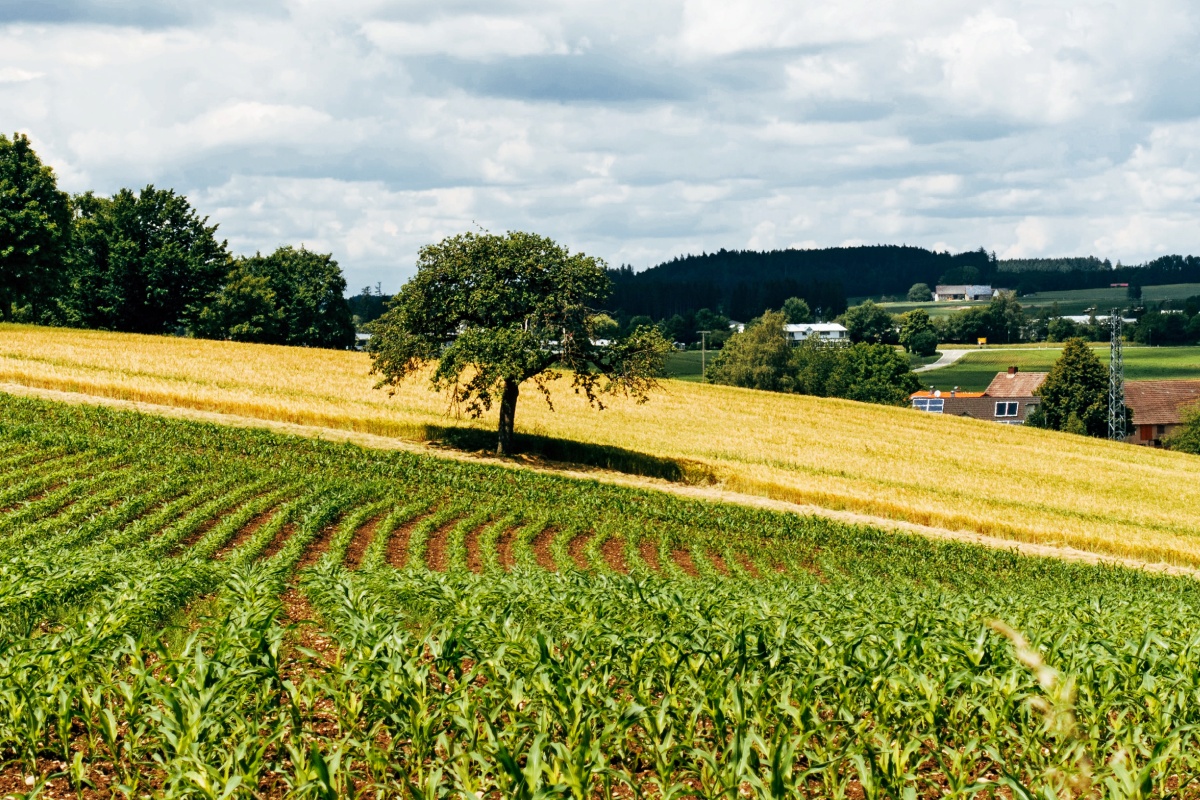 Zwei Felder mit einem Baum.