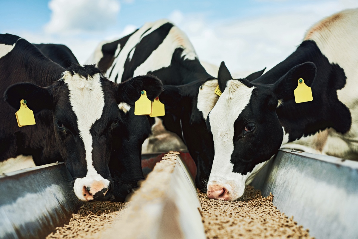 Drei Kühe teilen sich einen Futtertrog.