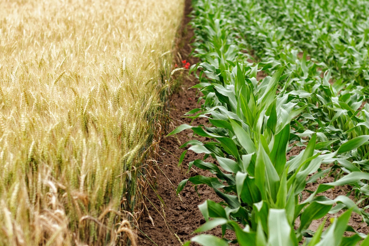 Zwei Felder mit Weizen und Mais.