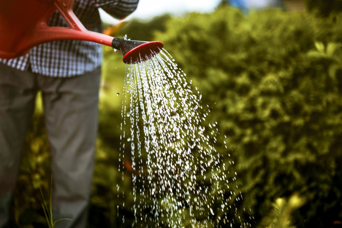 Person gießt Pflanzen mit roter Gießkanne im Garten.