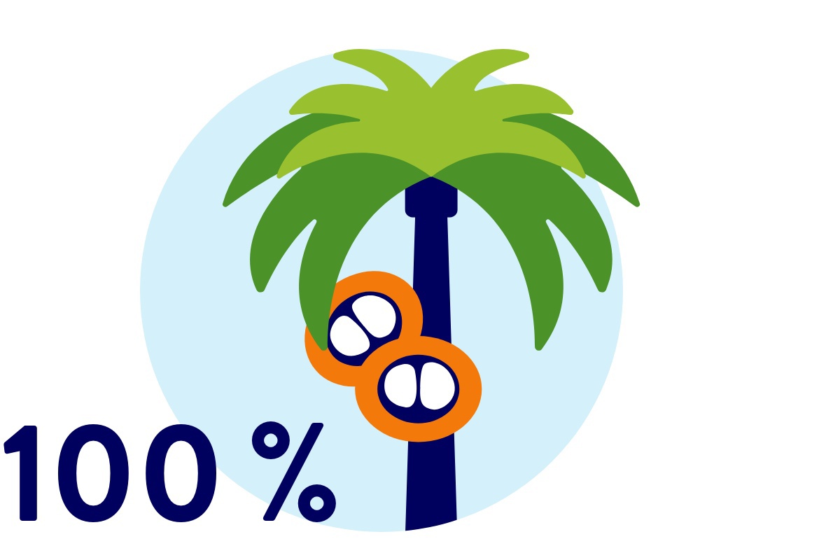 Palme mit Palmkernen.