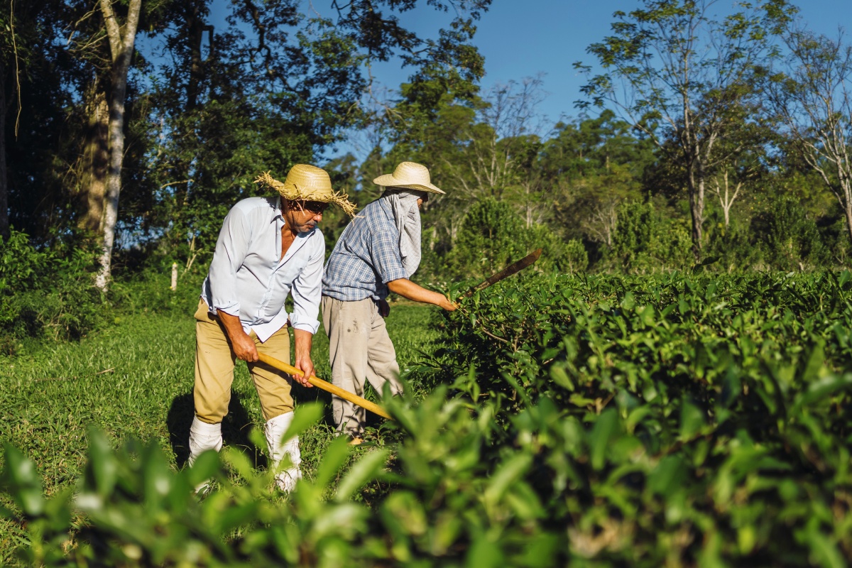 Zwei Bauern mit Strohhüten arbeiten mit Hacken auf einem grünen Feld. Wald im Hintergrund, sonniger Tag.