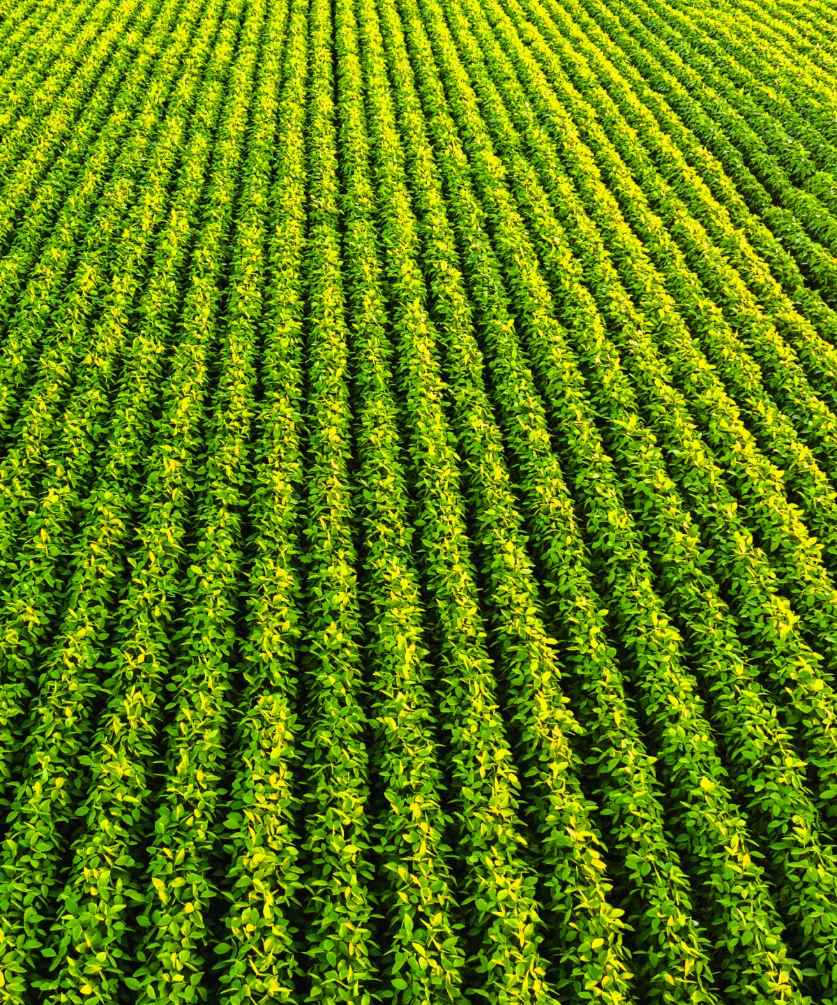 Grüne Pflanzenreihen