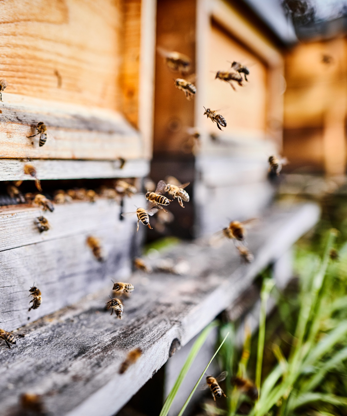 Honigbienen landen an Bienenkästen.