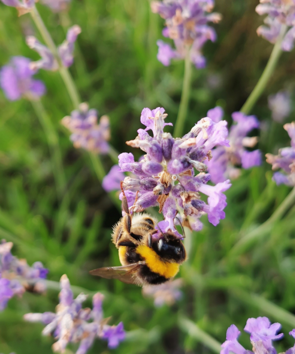 Eine Biene sitzt auf einer Lavendelblüte.