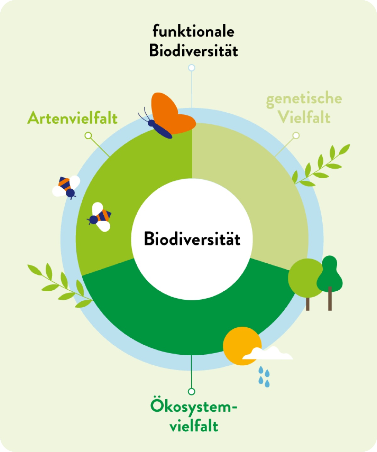 Erklärgrafik Biodiversität.