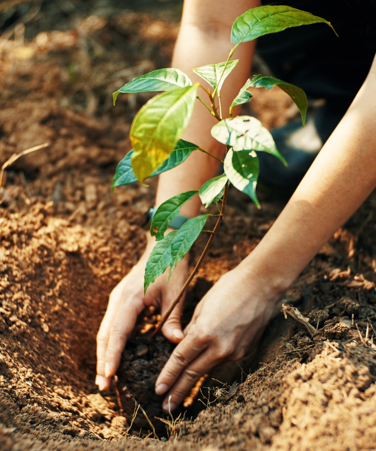Eine Person pflanzt einen neuen Baum in Waldboden.