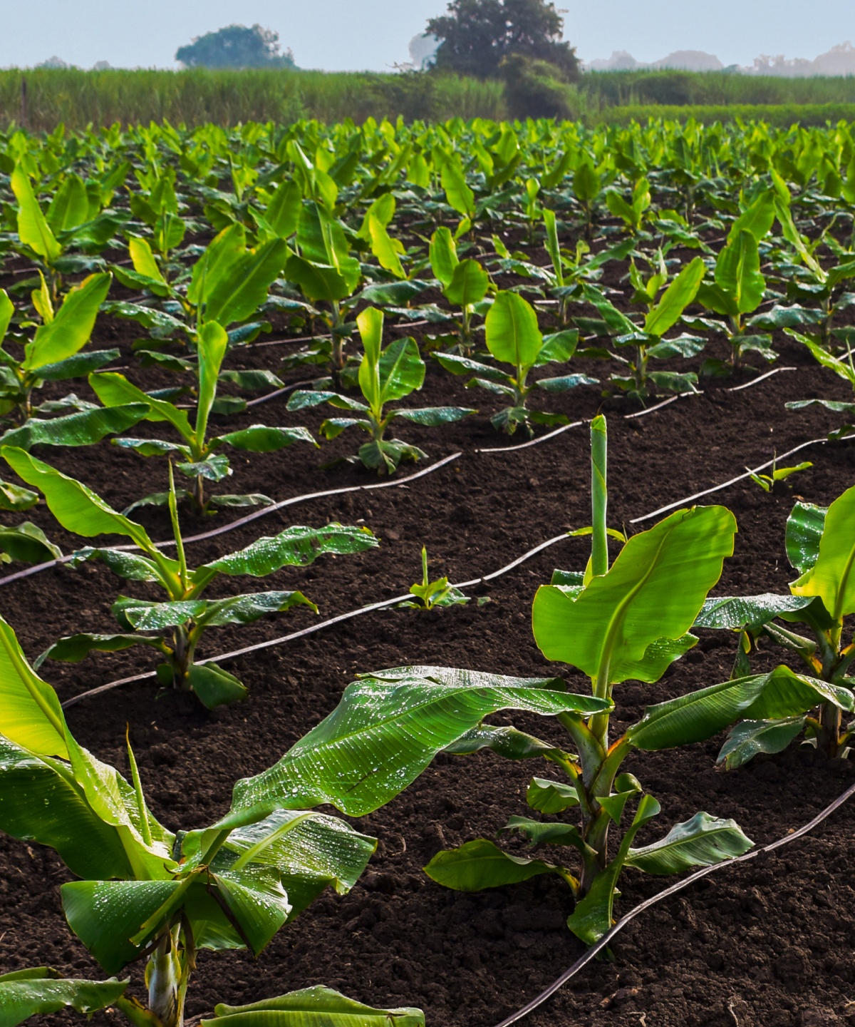 Feld mit jungen Bananenpflanzen.