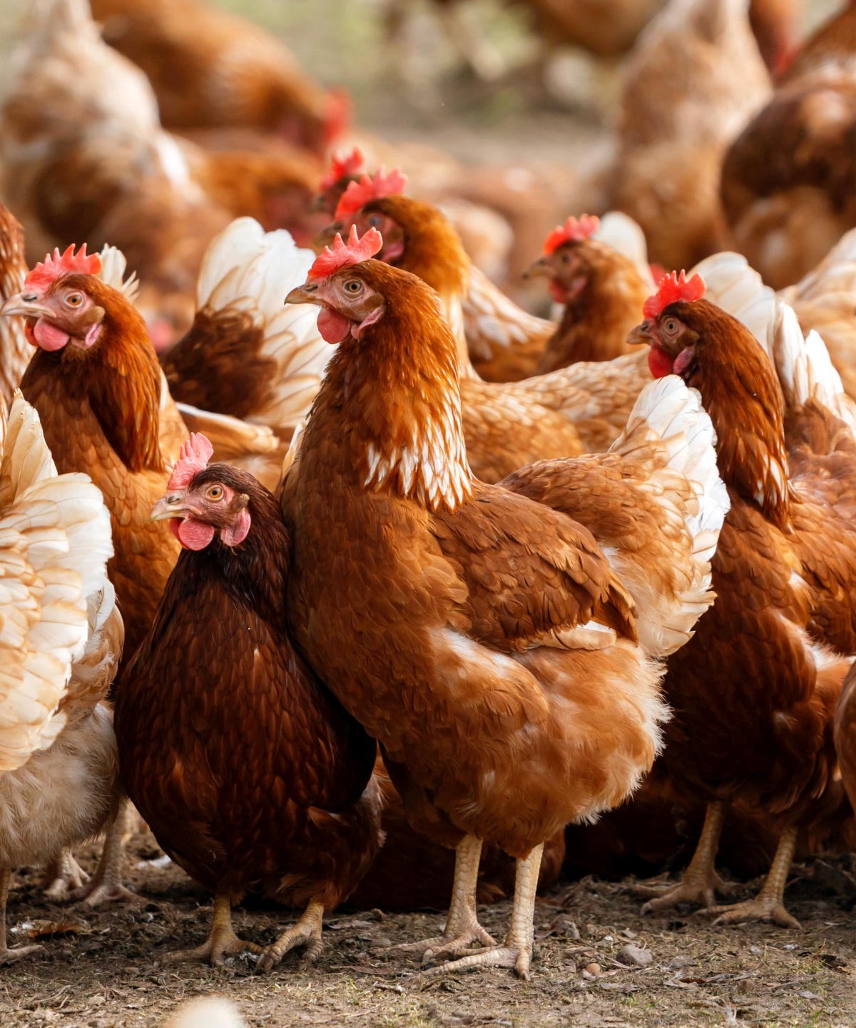 Eine Gruppe von Hühnern auf einerm Acker.