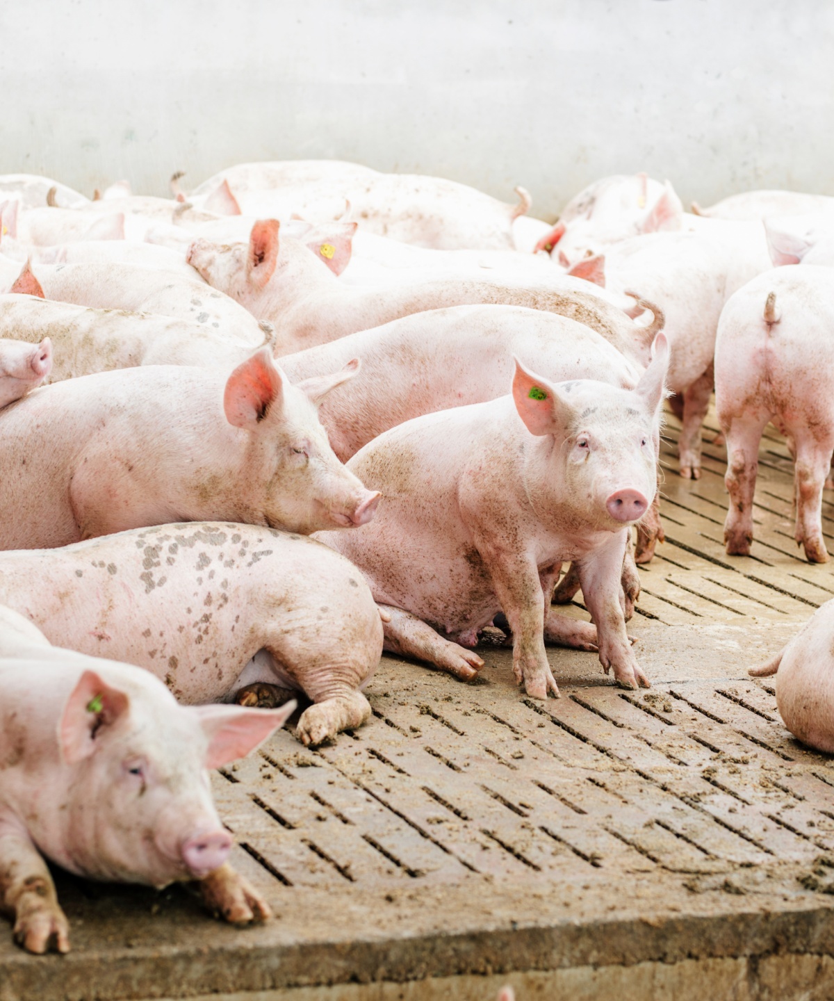 Schweine in einem Stall der Haltungsform 1