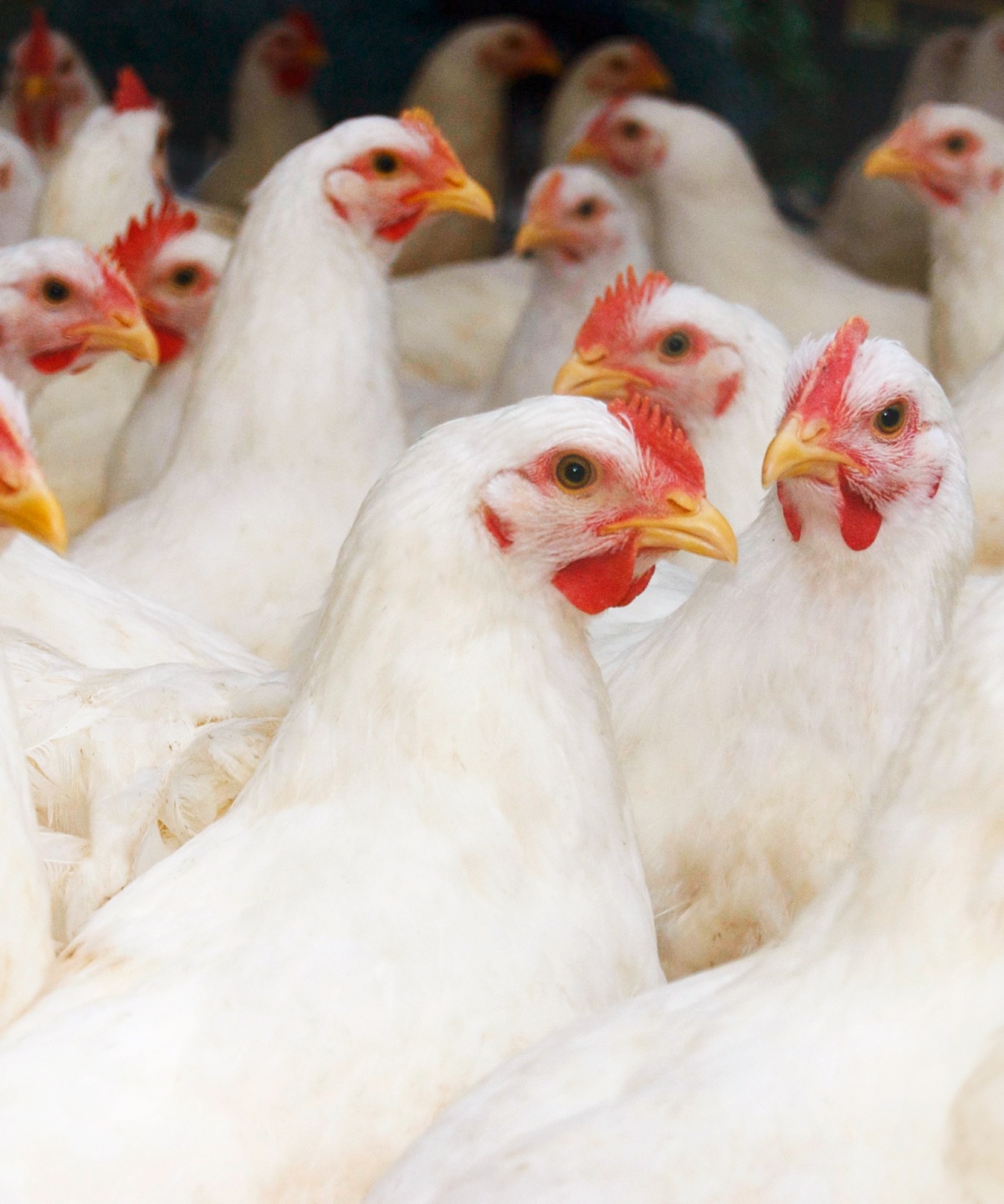 Hühner stehen in einem Stall der Haltungsform 1.