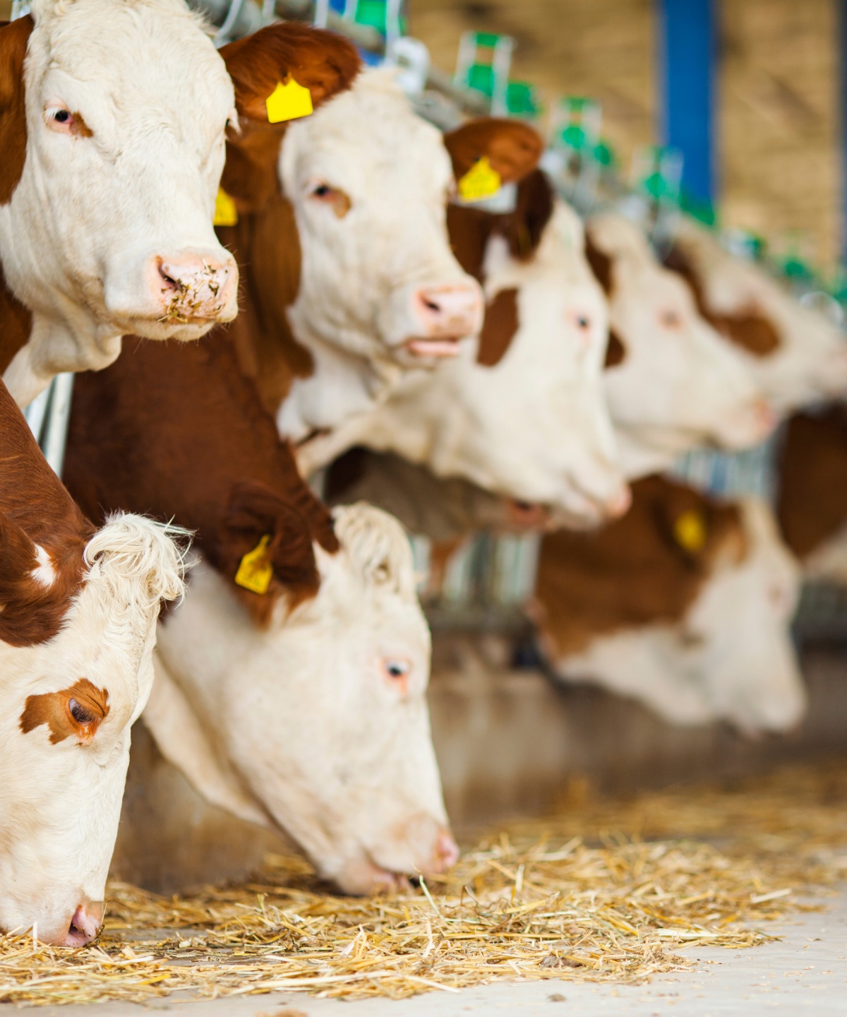 Milchkühe fressen im Stall Heu.