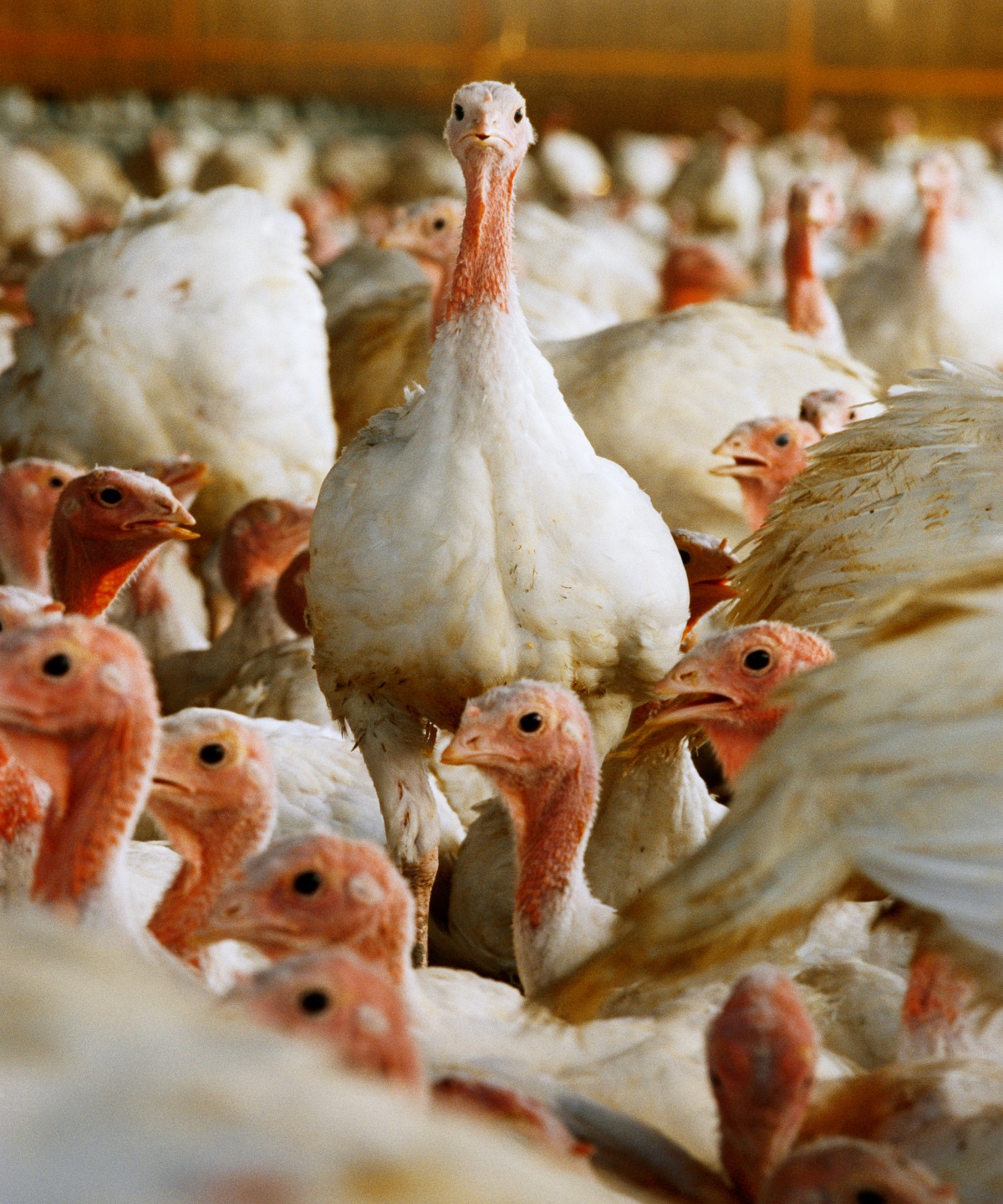Puten stehen zusammen in einem großen Stall.