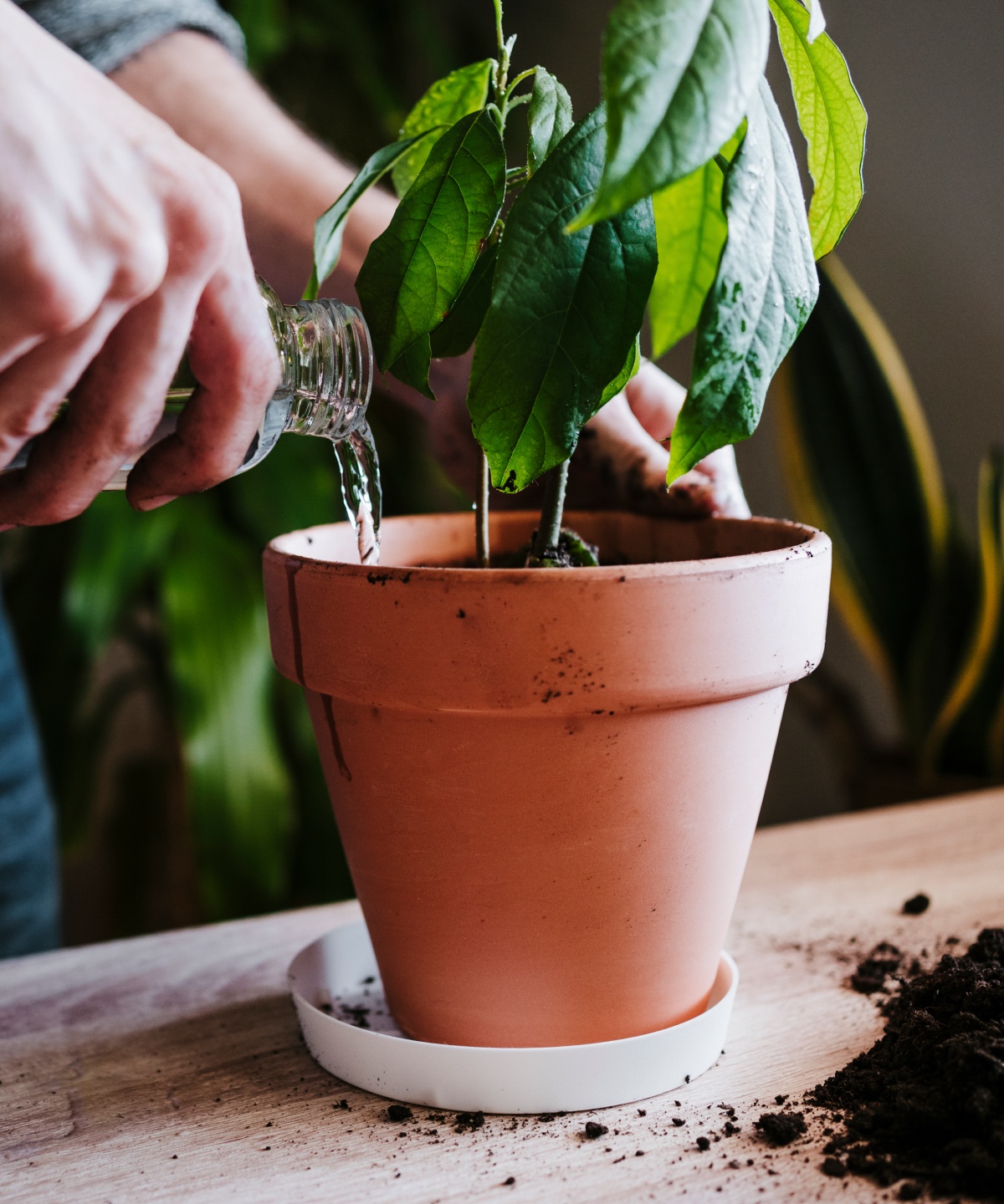 Jemand gießt einen Topf mit einer Avocadopflanze.