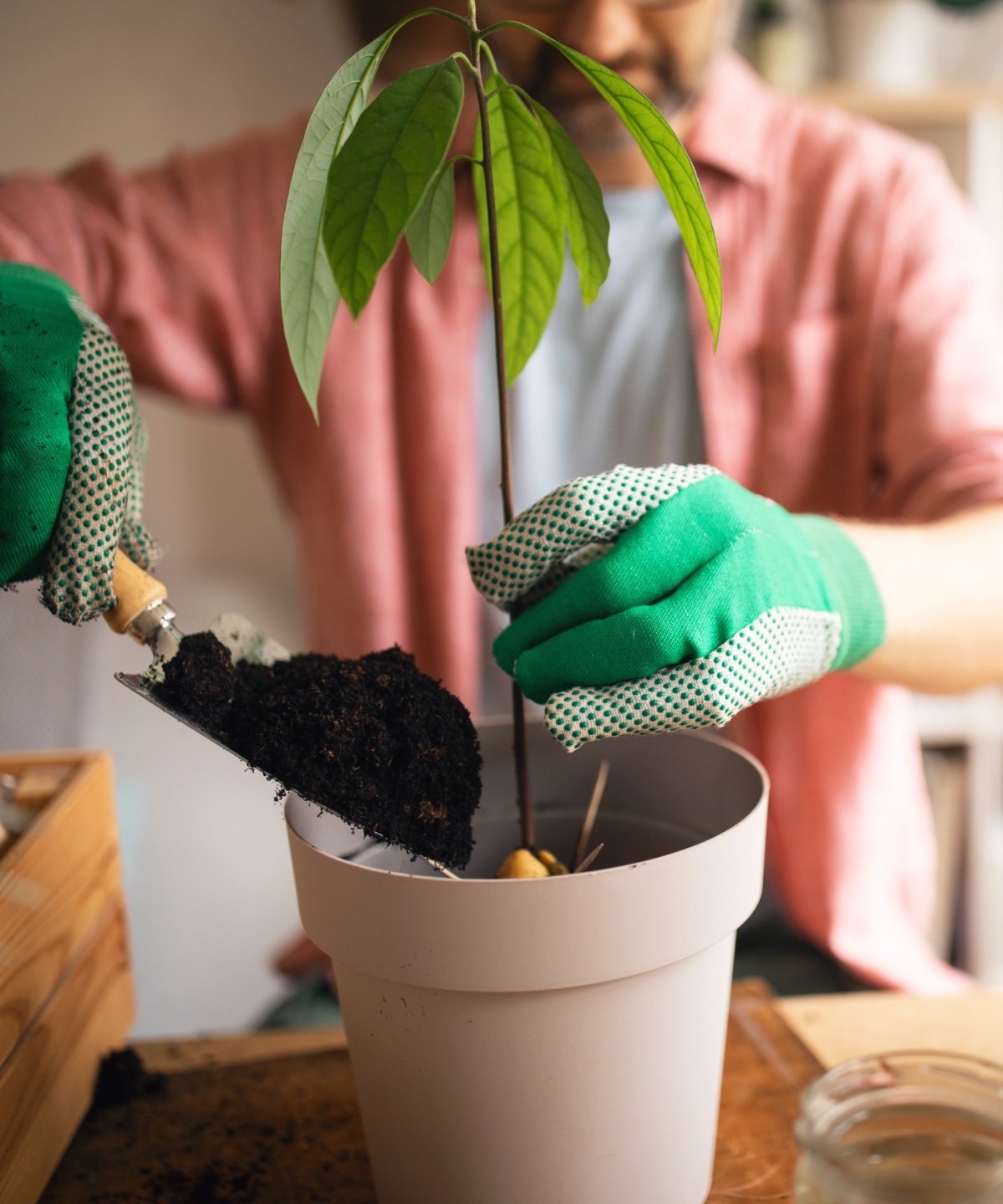 Jemand gibt frische Erde in einen Topf mit einer Avocadopflanze.