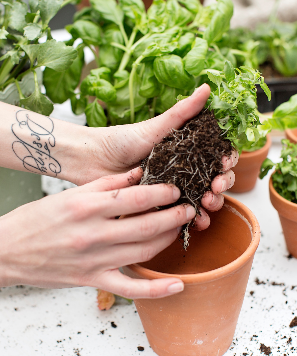 Jemand hält eine Pflanze an den Wurzeln mit Erde fest, um sie in einem Topf umzutopfen.