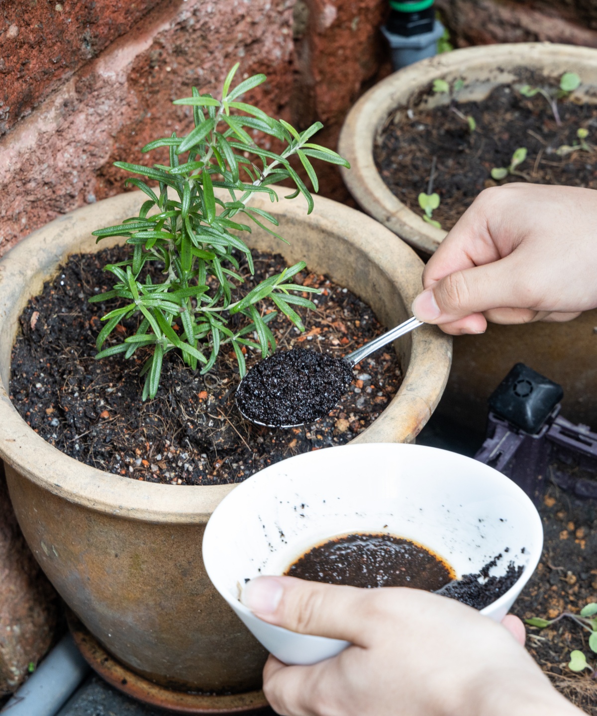 Jemand gibt Dünger auf die Erde von einem Kräutertopf.