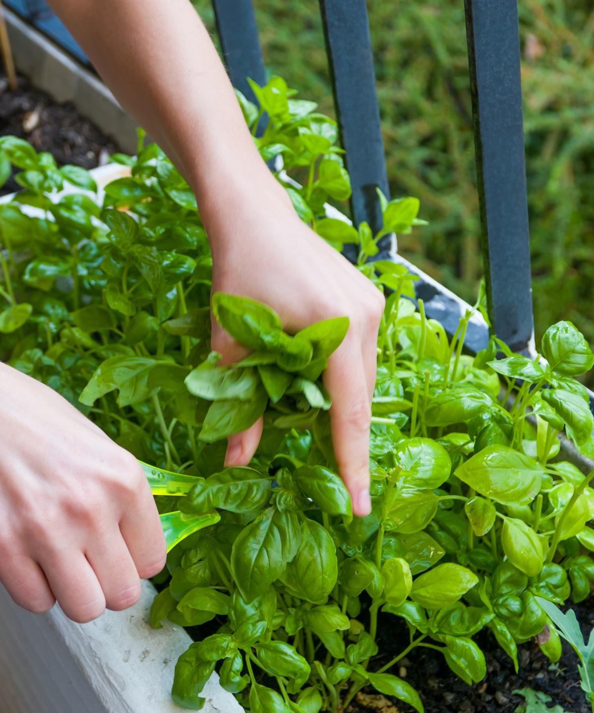 Eine Person erntet frischen Basilikum aus einem Hochbeet vom Balkon.