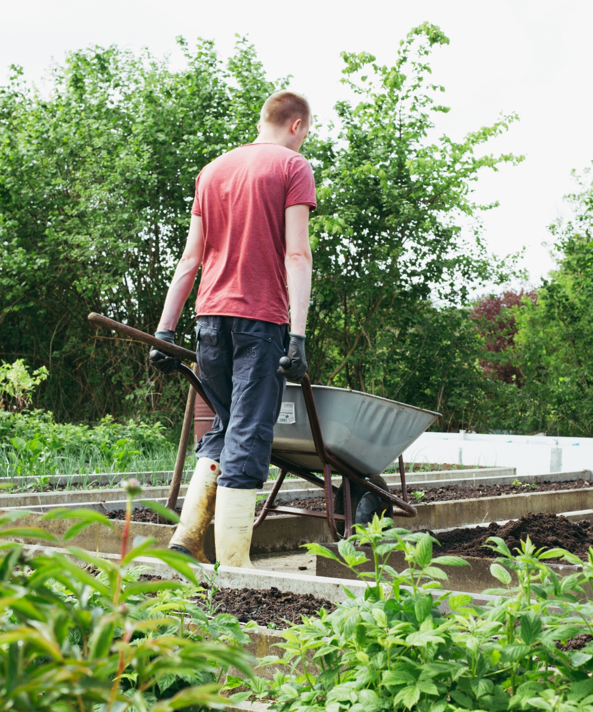 Mann in Gummistiefeln, Gartenhandschuhen, Jeans und T-Shirt in einem Garten mit vielen angelegten Beeten von hinten mit einer Schubkarre. Zum Teil sind die Beete grün bewachsen, im Hintergrund hohe Büsche.