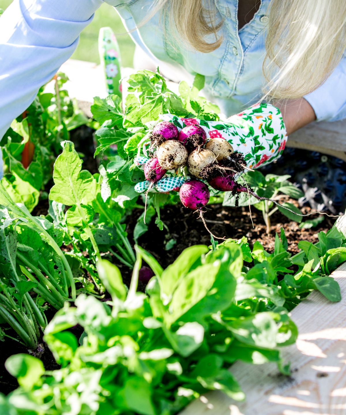 Nahaufnahme eines Gemüsehochbeets, Person mit geblümten Gartenhandschuhen erntet Radieschen.