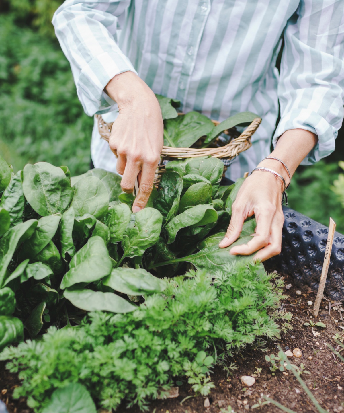 Person erntet Spinat aus einem Hochbeet, daneben wächst Krause-Petersilie, im Hintergrund unscharf wild wachsende Pflanzen. 