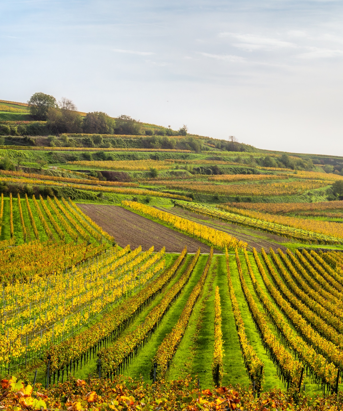Weinberge im Herbst mit gelb-grünen Reben auf hügeliger Landschaft unter bewölktem Himmel.