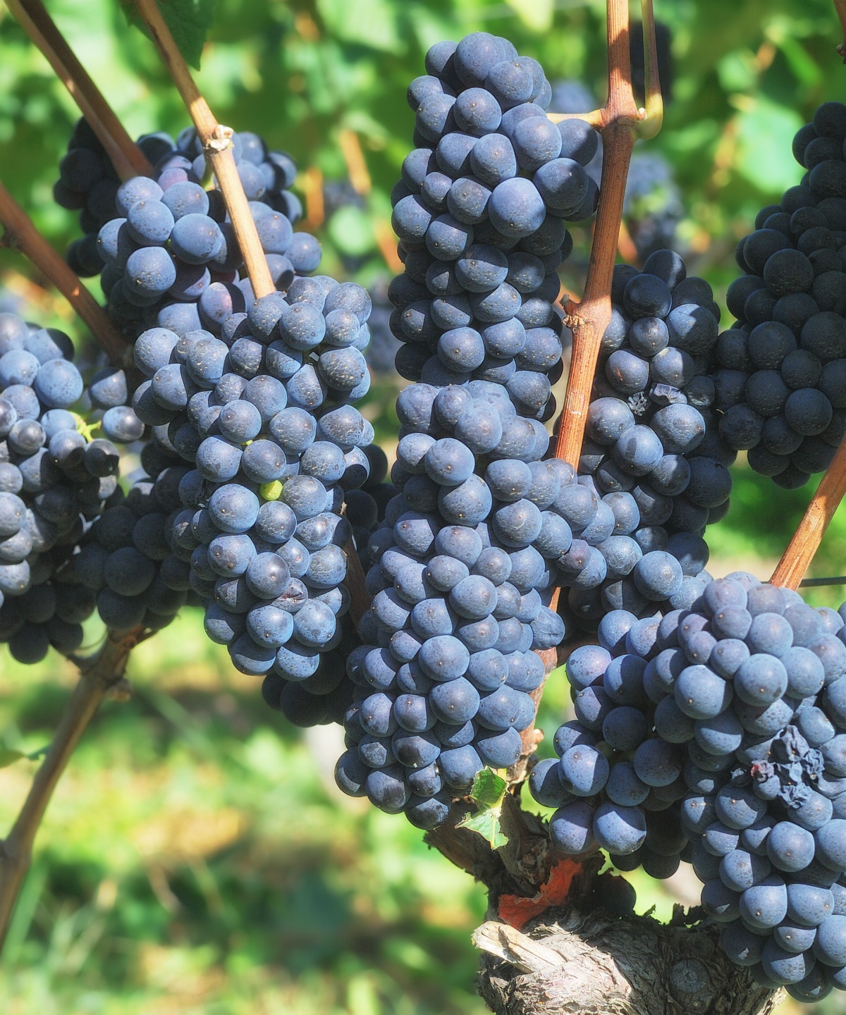 Reife, dunkelblaue Weintrauben an einem Weinstock, umgeben von grünen Blättern.