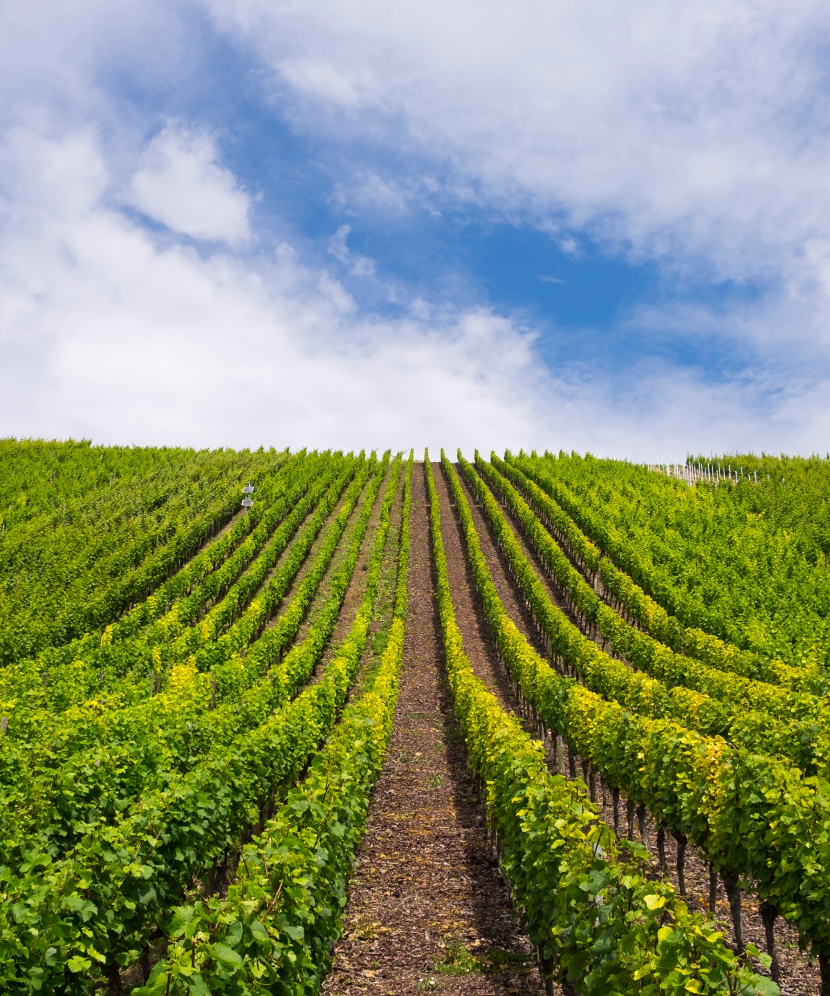 Weinberg mit grünen Rebenreihen an einem sonnigen Tag, blauer Himmel mit Wolken.