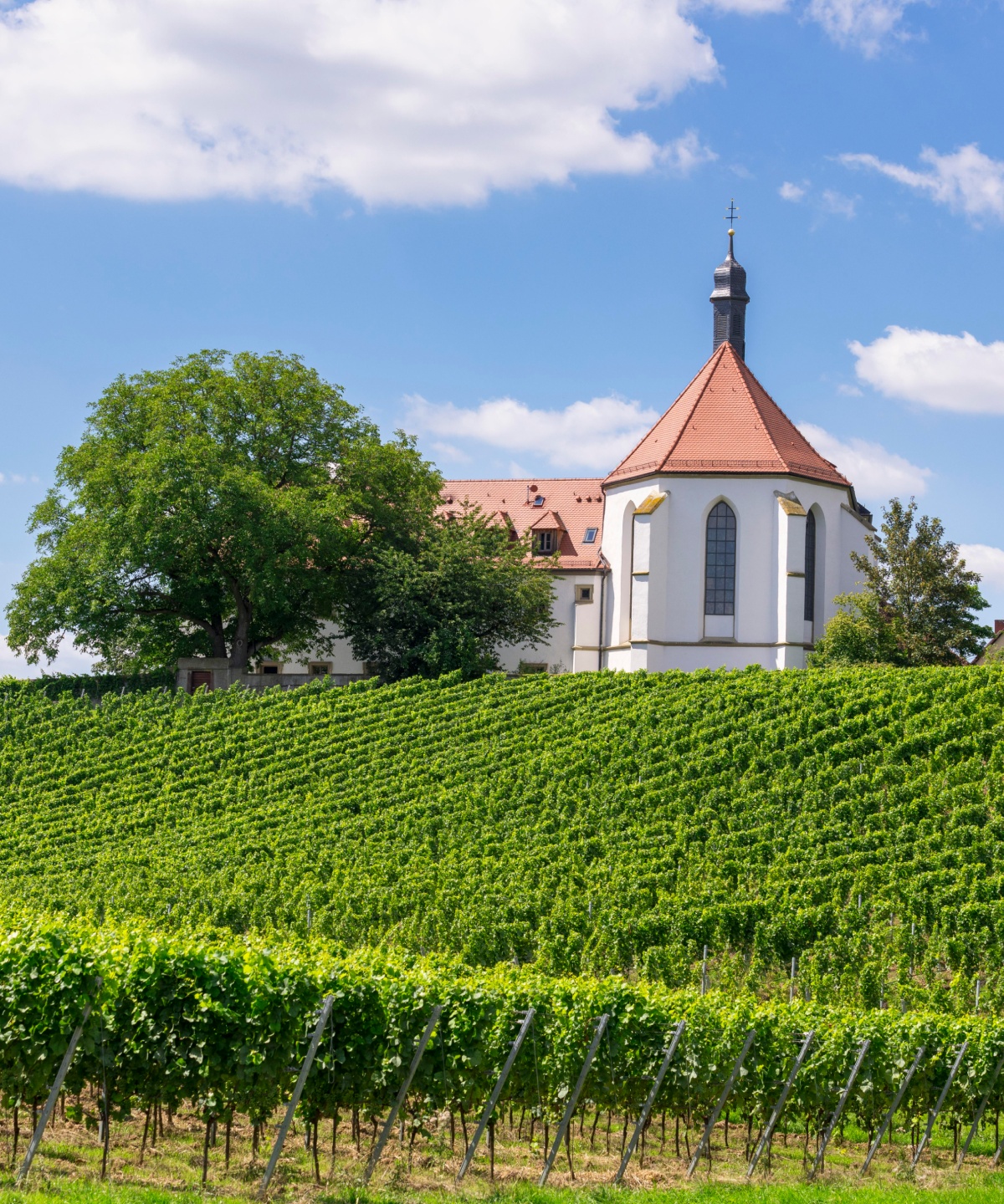 Weinberg in Franken mit grünen Reben, Kirche auf Hügel und blauem Himmel mit weißen Wolken.